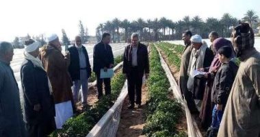 زراعة الشرقية تنفذ مدرسة حقلية إرشادية لمحصول الطماطم لمزارعي الصالحية الجديدة