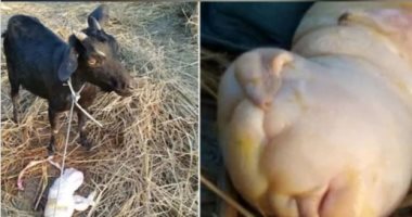 ولادة ماعز بوجه يشبه طفل رضيع ..فيديو