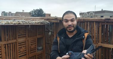 غاوى حمام.. نور 20 سنة فى تربية الحمام.. الغزار والمسود الأشهر (فيديو)