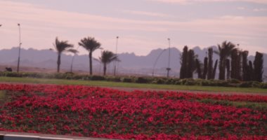 تجميل وتشجير حديقة الصداقة الدولية وبوابة "شرم الشيخ - دهب".. صور