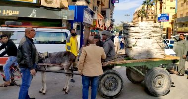 مصادرة 7 عربات كارو فى حملات نظافة ورفع إشغالات بمدينة الأقصر.. صور