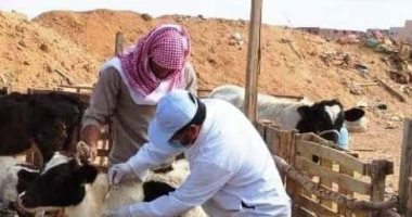 تحصين 299 ألف رأس ماشية ضد الحمى القلاعية و295 ألفا ضد حمى الوادى المتصدع بالشرقية