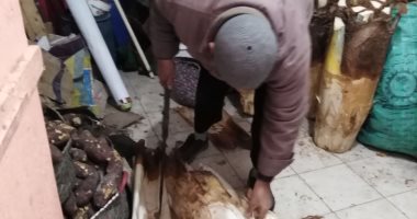 "الجمار" يجذب المئات فى دمياط.. منشط طبيعى ووجبة الملوك "لايف"