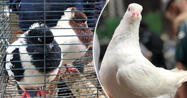 اللى معاه قرش محيره يشترى حمام و"يتاجر فيه".. تربية الحمام هواية راقية وتجارة مربحة لعشاق طائر السلام بالدقهلية.. هتشترى الحمام الزاجل بـ150 جنيها زغلول وتبيعه بـ4 آلاف.. "الكينج" أكبر السلالات حجما