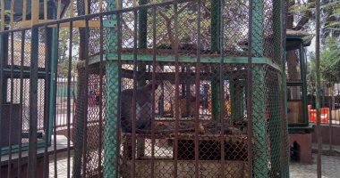 قرود حبشية وكابوشى وعبلنج سودانى بحديقة حيوان كفر الشيخ.. فيديو