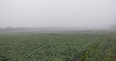 القليوبية الآن.. شبورة كثيفة تغطى سماء المحافظة وتحذيرات مرورية.. لايف