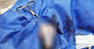فريق بيطرى ببنها ينقذ القطة "لولى" دهستها سيارة فى 6 أكتوبر.. صور