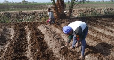 عم عباس مزارع درجة أولى بالمنيا.. نجله يتحدى الإعاقة ويزرع الأرض.. صور ولايف