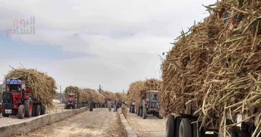موسم حصاد القصب.. دقت ساعة العمل فى مصانع نجع حمادى وقوص ودشنا وأبو قرقاص.. كوم أمبو ينطلق لتوريد 1.9 مليون طن قصب وإنتاج 202 ألف طن سكر.. ومصنع أرمنت يستقبل مليون طن من قصب السكر سنويا "صور"