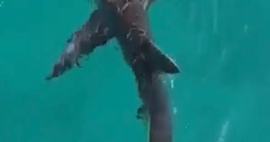 قصة قرش الماكو بعد ظهوره بالقرب من شواطئ منطقة الشيرتون بالغردقة.. جمعية الإنقاذ البحرى: ظهر طالبا المساعدة لتعرضه لإصابات مختلفة بسبب"رفاص"مركب.. الطيب: القروش كائنات بحرية مهمة جاذبة للسياحة.. صور