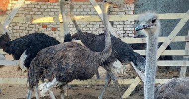كل حتة فى النعامة بفلوس.. كيلو اللحم بـ250 جنيها وكيلو الريش بـ1700.. فيديو