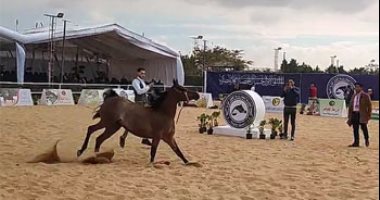 على الطبل والمزمار.. الخيول العربية الأصيلة تتألق فى ملتقى الحصان العربى "فيديو"