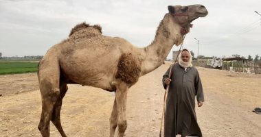 نزلت "سوق الجمال".. الأسعار من 10 آلاف لـ25 ألفا وجولة مع ملوك المهنة.. لايف
