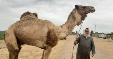 هنا سوق الجمال بالشرقية.. انتعاشة فى حركة بيع وشراء الإبل.. الأسعار تبدأ من 10 آلاف جنيه إلى 25 ألفا.. بلبيس والقرين والزقازيق ملوك المهنة.. والسوق مؤشر يحدد أسعار اللحوم بالجمهورية.. فيديو
