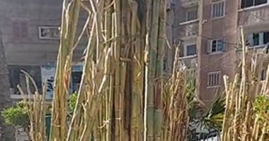 مطر وقصب وقلقاس.. يبقى انت أكيد فى عيد الغطاس بالإسكندرية.. لايف