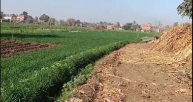 طقس المنوفية الآن.. برودة فى الجو وشمس ساطعة.. لايف