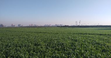 طقس المنيا الآن.. السماء صافية وسطوع للشمس رغم برودة الجو