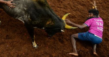 كرنفال مصارعة الثيران فى الهند يتحدى كورونا بحضور الجماهير  
