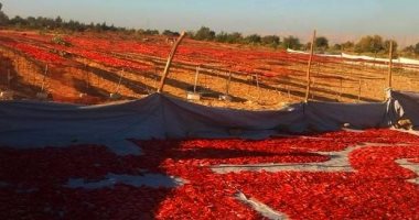 الأقصر تتوسع فى مشروعات تجفيف الطماطم خلال موسم الحصاد الشتوى × 15 صورة