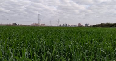 بث مباشر.. طقس بارد وغيوم متقطعة تغطى سماء القليوبية