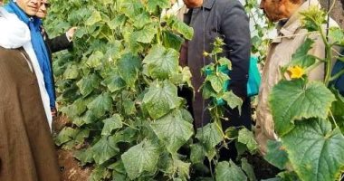 زراعة الشرقية تنفذ يوم تدريبى ومدرسة حقلية عن محصولى المانجو والخيار