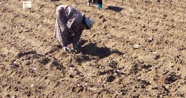 صباح الرزق.. انطلاق موسم العروة الصيفية للبطاطس بالقليوبية.. لايف وصور