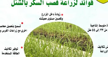 الزراعة توضح 10 فوائد لزراعة قصب السكر بنظام الشتل.. زيادة دخل المزارع الأبرز