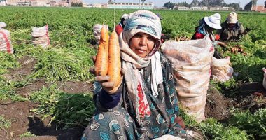 الذهب الأصفر على أرض مصر.. حصاد محصول الجزر والكيلو بجنيه واحد فى الشرقية