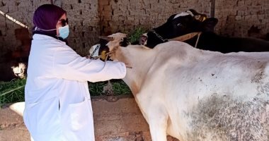 بدء تنفيذ الحملة القومية لتحصين المواشى ضد مرض الجدرى الجلد العقدى بالغربية