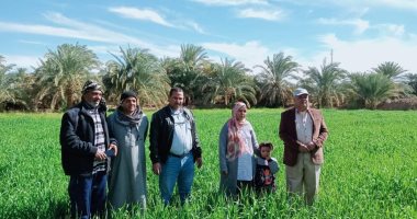 زراعة الوادى الجديد: الحقول الإرشادية لمحصول القمح جيدة ودون إصابات
