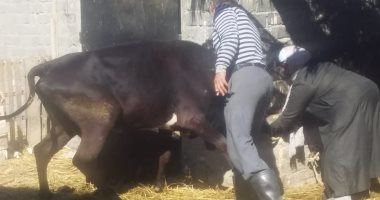 استمرار الحملة القومية للتحصين ضد الحمى القلاعية والوادى المتصدع فى الأقصر