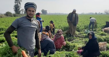 يا صباح الرزق .. حصاد الجزر فى حقول الخير بالشرقية.. لايف