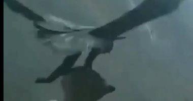 البقاء للأقوى.. نسر يصطاد ذئبا ضخما ويطير به فى مشهد مثير.. فيديو