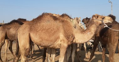سوق الجمال بالشرقية.. أقدم تاجر هيقول لك إزاي تعرف السليم وأفضل الأنواع.. لايف