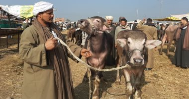 زحام وإقبال كبير فى سوق المواشى بمدينة بنها بعد عيد الفطر المبارك.. لايف