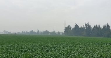 مباشر.. سماء ملبدة بالغيوم وتراجع الشبورة وطقس بارد بالشرقية