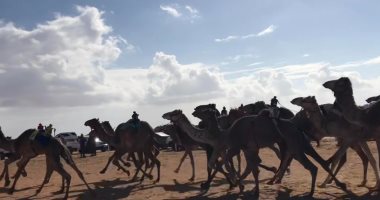 رغم الطقس السيئ.. انطلاق سباق الهجن فى العلمين تحت الأمطار لفترة مسائية.. لايف