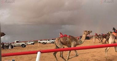 تحت المطر.. انطلاق سباق الهجن بميدان السباقات بالعلمين "لايف"