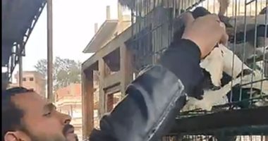 كركندى وعبسى ومسود وكار بلدى.. أغرب أنواع الحمام فى سوق الجمعة بالزقازيق.. لايف