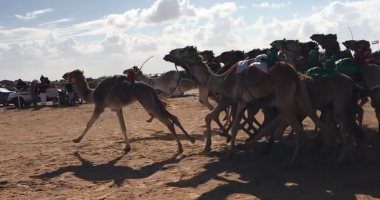 أسماء الفائزين بسباق الهجن بالعلمين بأول أشواط السباق الـ 30 شوطا