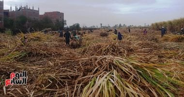 التموين: استلام مليونين و635 ألف طن قصب من المزارعين وإنتاج 266 ألف طن سكر