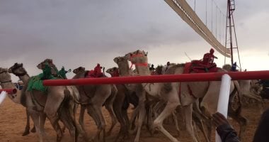  الجمال تواصل عروضها المبهرة فى الساحل الشمالى.. ثالث سباق للهجن باستخدام الراكب الآلى فى العلمين.. الحدث يجذب آلاف المشاركين والمشاهدين من كل محافظات مصر.. وينعش حركة تجارة الإبل ويحقق فرص عمل للمئات.. فيديو