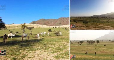 جبل علبة تنبض بالجمال.. أكبر المحميات الطبيعية فى مصر ترتدى الأخضر.. شجر وعشب ومراع بكل جانب.. أهالى حلايب وشلاتين يستكشفون الأودية البعيدة فى الشتاء..الجَبنه والسلات تسالى أهالى البادية أثناء الرعى والرحلات