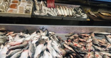 الشبار الأخضر بـ40 جنيها والبربونى بـ70 والجمبرى بـ100.. جولة فى سوق أسماك الإسماعيلية.. لايف
