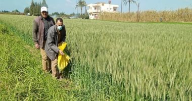 حملات لمكافحة القوارض والأصداء وتحزيم زراعات القمح بكفر الشيخ .. صور