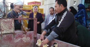 توزيع 52 ألف و320 طائر على الأهالى فى البحيرة ضمن مشروع تربية البط