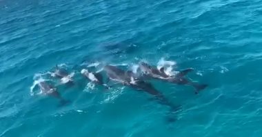 فيديو وصور.. الدولفين "القاتل الكاذب" يظهر مجددا بشواطئ الغردقة.. رصده غواصون فى سرب يتكون من 7 أسماك.. وسمى بالقاتل الكاذب لتشابهه مع حوت من نوع خطير.. ومعهد علوم البحار: مسالم وظهوره نادر ويدل على بيئة ملائمة