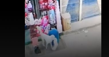 كلب يخطف هدية عيد الحب فى المنيا وصديقته تنتظره نهاية الشارع ..صور