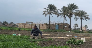 الطقس الآن بالدقهلية.. برودة ورياح شديدة وسماء ملبدة بالغيوم