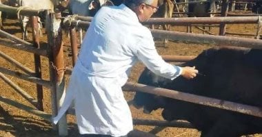 بيطرى الشرقية يحصن 76 ألفا و490 رأس ماشية للوقاية من الجلد العقدى